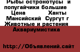 Рыбы остронотусы  и попугайчики большие. › Цена ­ 1 000 - Ханты-Мансийский, Сургут г. Животные и растения » Аквариумистика   